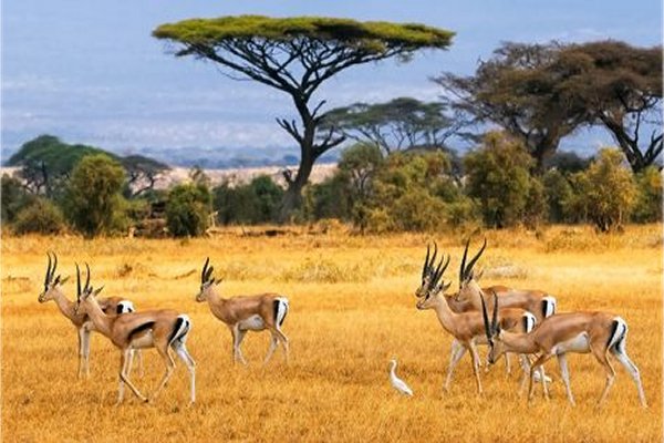 Goshen Africa a new African Development including  Kenya Eco Agro Lakeside and Beachfront glamping and Boutique Hotel Resorts in Kenya Uganda Tanzania DR Congo and Malawi