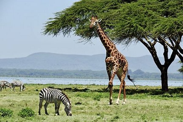 Goshen Africa Lake front Glamping plus Goshen Agro Glamping Eco Glamping and Boutique Hotel Resorts in Tanzania Uganda Kenya Malawi and DR Congo