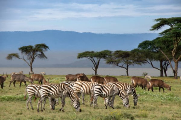 Goshen Africa Lake front Glamping plus Goshen Agro Glamping Eco Glamping and Boutique Hotel Resorts in Tanzania Uganda Kenya Malawi and DR Congo