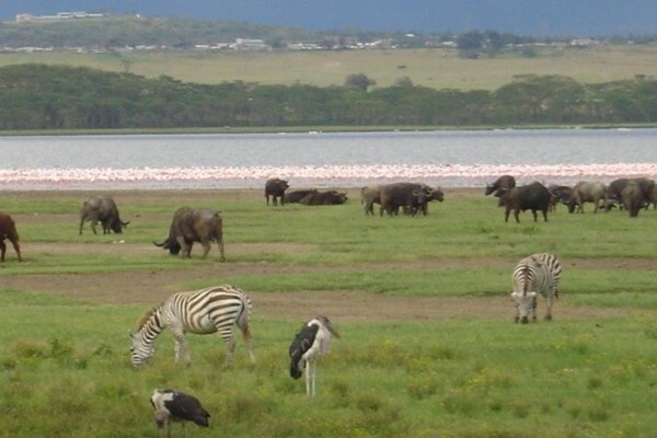 Goshen Africa Lake front Glamping plus Goshen Agro Glamping Eco Glamping and Boutique Hotel Resorts in Tanzania Uganda Kenya Malawi and DR Congo