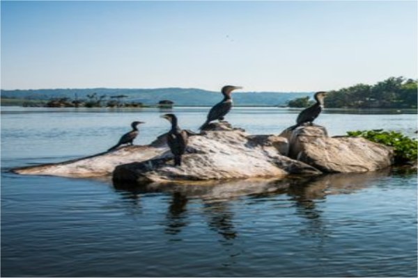 Goshen Africa a new African Development including Uganda Eco Lakeside Glamping in Lake Victoria Uganda 